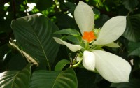 Bali-Flower