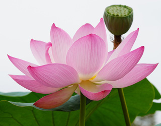 Lotus